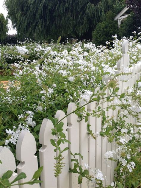 The Most Beautiful Shrubs To Plant In Your Yard White Flowering My Xxx Hot Girl