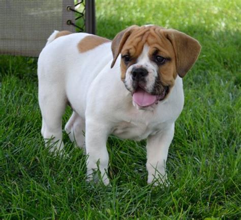 Beabull Beagle X Bulldog Mix Info Temperament Training Puppies
