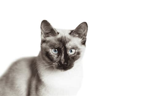 Siamese Tortoiseshell Cat History And Information