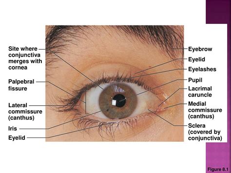Ppt Anatomy Of The Eye And The 12 Cranial Nerves Powerpoint
