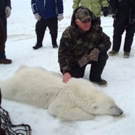 Frank Its A Polar Bear Cbc News