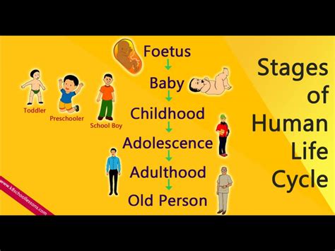 4 Stages Of Human Life Cycle 6 Stages Of Life And Its Essential