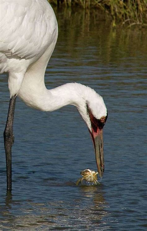 Whooping Cranes Are Back For Annual Port Aransas Festival