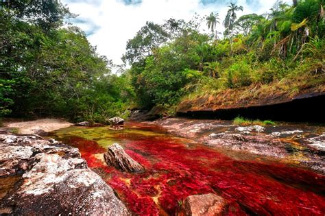 Caño Cristales The Liquid Rainbow Of The World Is One Of The Most