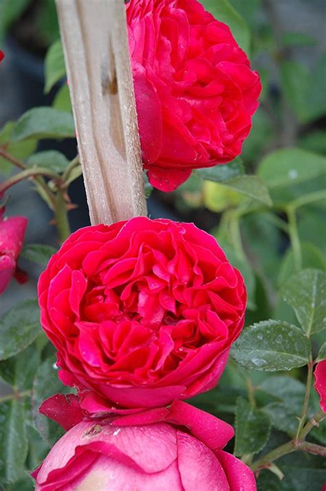 Gardening Tips Eden Rose Rose Garden Ts