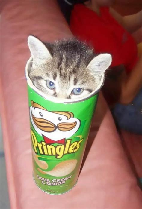 Pringles Kittens Cutest Funny Animals Kittens