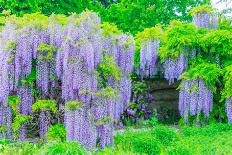 buy wisteria sinensis prolific prolific chinese wisteria hedging plants