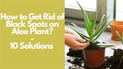 How To Get Rid Of Black Spots On Aloe Plant 10 Solutions