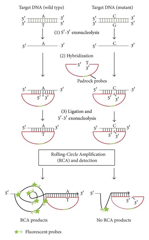 Schematic representation of in situ Proximity Ligation Assay (PLA). (1 ...