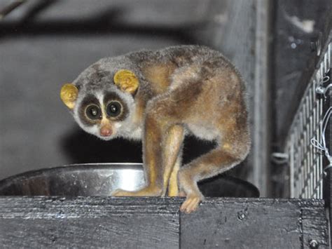 Loris Lydekkerianus Grey Slender Loris In Biblical Zoological Garden