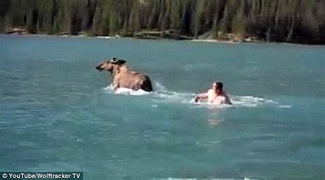 Men Arrested After Filming Themselves Riding A Moose Across A Lake