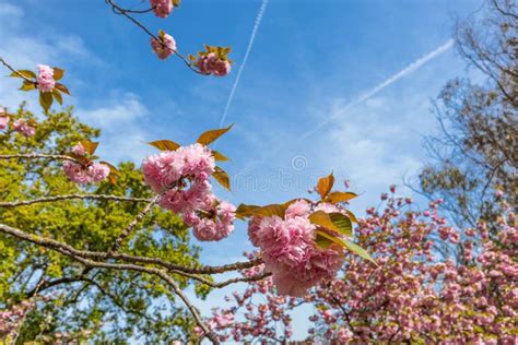 Close Up Of Beautiful Sakura Tree Flower Cherry Blossom Stock Image