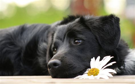 Beautiful Dog Wallpapers Entertainment Only