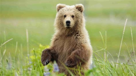 Brown Bear In Courtship Spotted In Nw China Cgtn