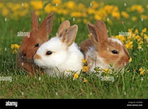 Three Domestic Rabbit Kits In The Flowers Hi Res Stock Photography And