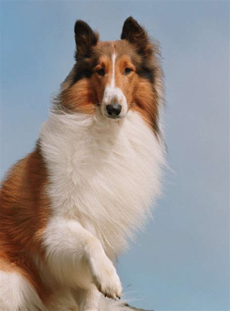 Lassie Movie Heroes Wiki Fandom