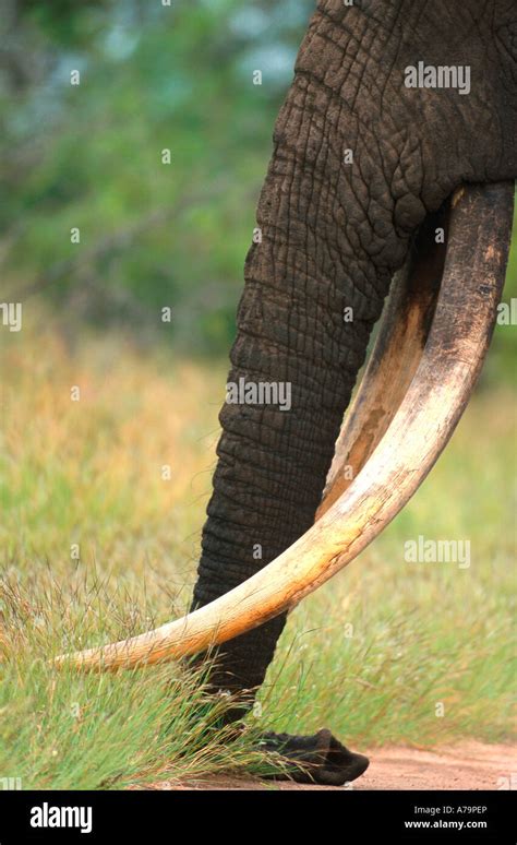 Elephant Duke Boasting An Impressive Set Of Tusks Kruger National Park