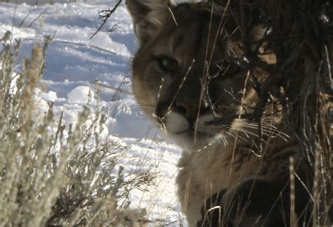 Cougar Sightings Reported On Lummi Peninsula Whatcom News