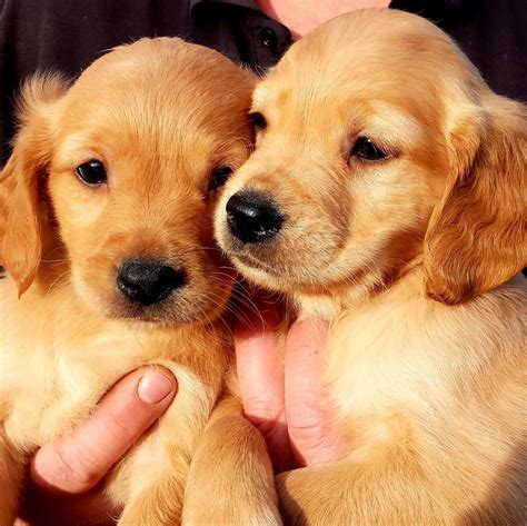 Beautiful Dark Red Golden Retriever Puppies Spalding