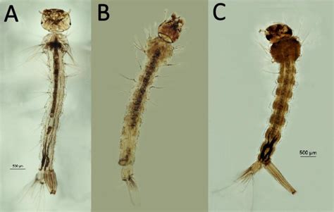 larvas de mosquitos a aedes b anopheles c culex download scientific diagram