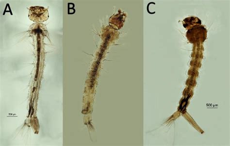 Larvas De Mosquitos A Aedes B Anopheles C Culex Download
