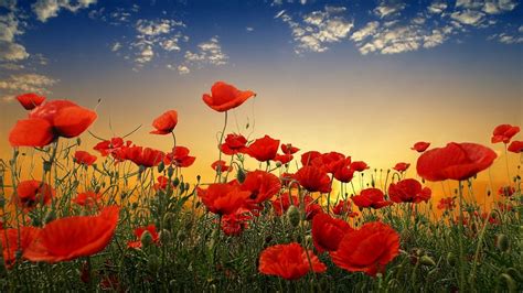 Wallpaper Poppies Field Sky Sunset Clouds Green Hd Picture Image