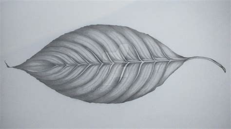 Study Of A Leaf Pencil By Talitha M7 On Deviantart