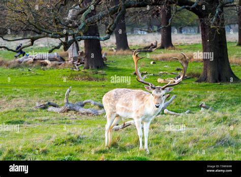 Deer In Richmond Park Greater London England Stock Photo Alamy