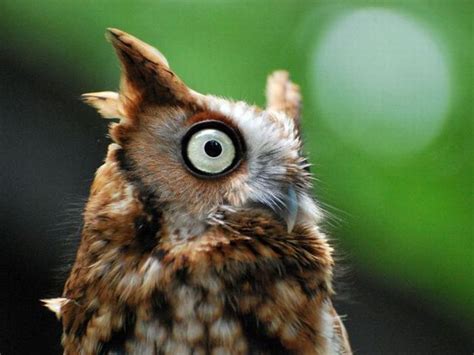 Funny Owls 21 Pics