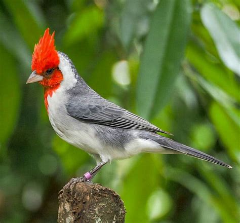 Red Crested Cardinal Photo By Derrickw0ng On Instagram Beautiful