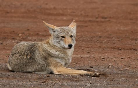 Urban Coyotes Spotted In Eastern Texas The Critter Squad Texas