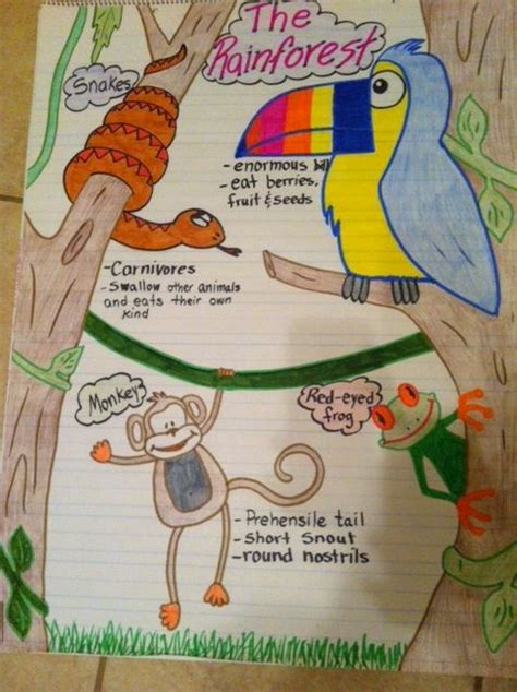 Rainforest Anchor Chart Anchor Charts Rainforest Project Rainforest