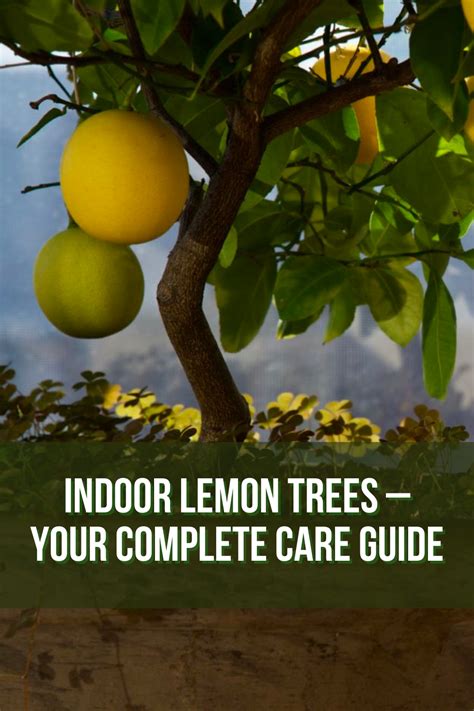 Indoor Lemon Trees Your Complete Care Guide Indoor Lemon Tree