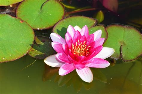 Water Lily Pond Red · Free Photo On Pixabay