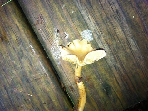 Wavy Cap Look Alikes Mushroom Hunting And Identification