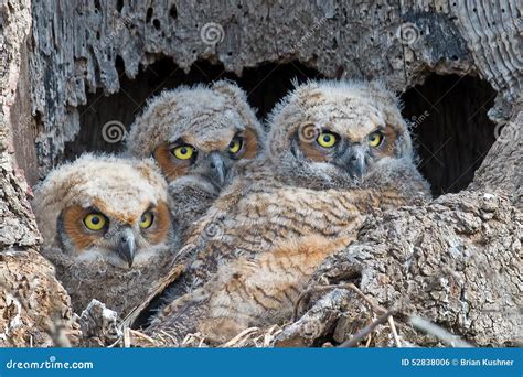 A Trio Of Great Horned Owls Owlets In Nest Stock Photo Image Of Owls