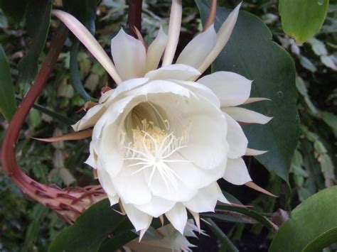 How To Make Night Blooming Cereus Bloom Hgtv