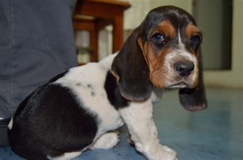 Basset hounds were given to george washington by lafayette after the american revolution. Mi amigo Pit | Hound puppies, Basset hound puppy, Bassett ...