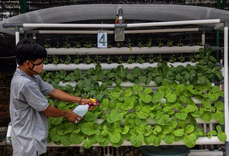 Urban Farming Yang Kian Bergeliat Di Jakarta