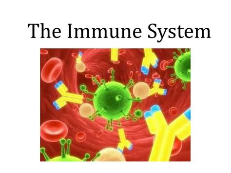 Ppt The Immune System Powerpoint Presentation Free Download Id2000651