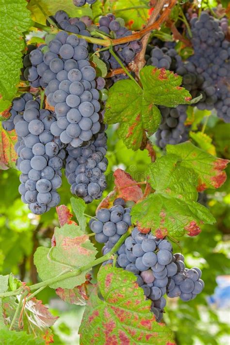 Ripe Red Or Black Grapes Clusters Hanging In A Vine Stock Photo Image