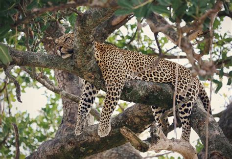 Leopard Resting On At Tree In Kenya Masai Mara Stock Image Image Of