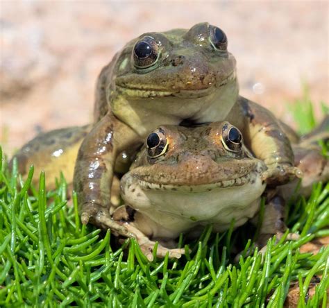 Happy Frogs Photograph By Robin Odonnell
