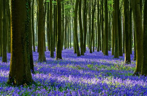 Spring Cool Images Forestflowers Widescreen Trees