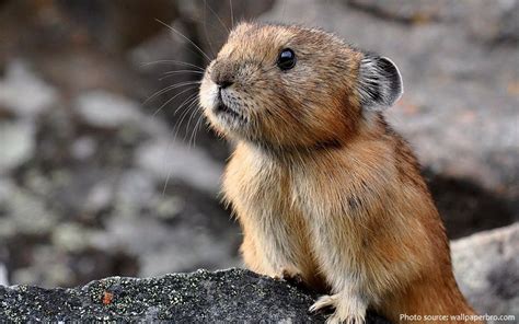 Interesting Facts About Pikas Just Fun Facts