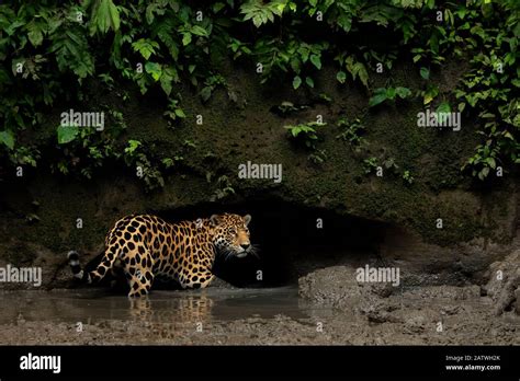 Jaguar Panthera Onca Steht In Mud Yasuni Nationalpark Orellana