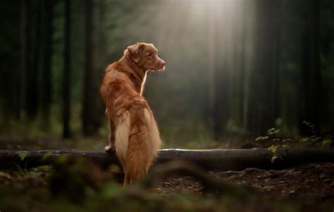 1920 X 1080 Dog In A Forest With Subtle Lighting Hd Wallpapers