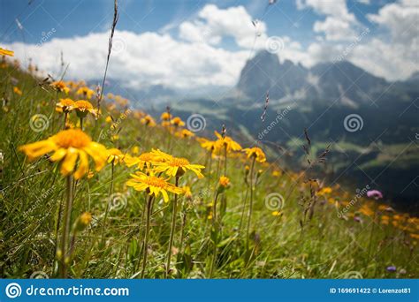Yellow Mountain Flower From A Green Pasture Of The Italian Dolomites