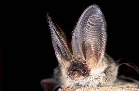 Ibats Project Uses Online Tool To Classify Bat Species The New York Times