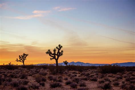 Golden Mojave Desert Sunset Photograph By Aileen Savage Fine Art America